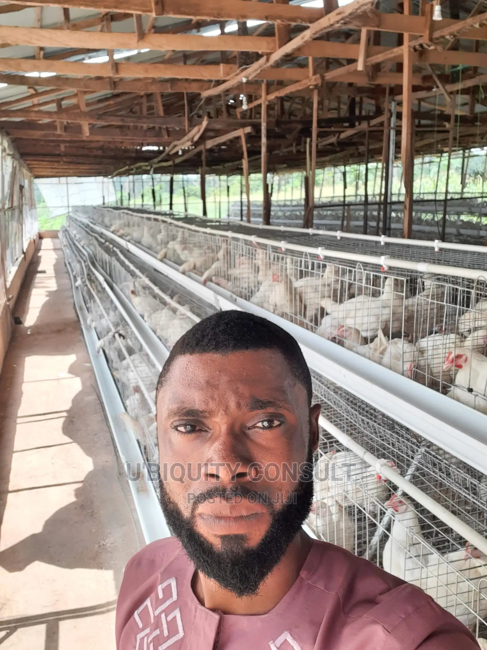 Broilers Cage