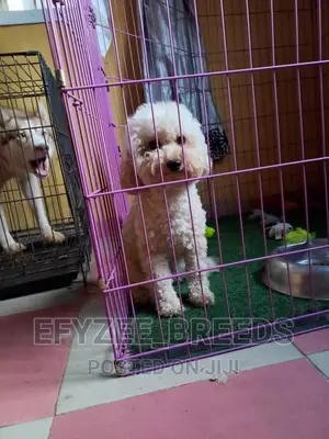 6-12 Months Male Purebred Poodle