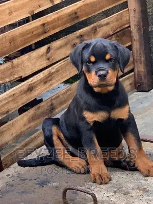 1-3 Months Male Purebred Rottweiler