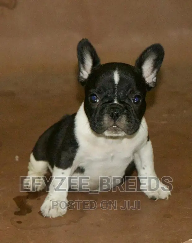 Dog Breeds Black And White French Bulldog Puppies For Sale French