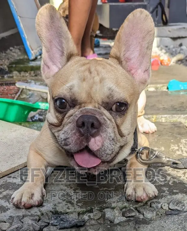 Philippines Real French Bulldogs For Sale Hi-Line Gift Blue French