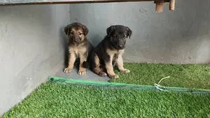 1-3 months Male Purebred German Shepherd