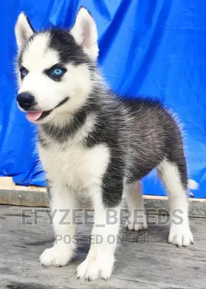 1-3 months Male Purebred Siberian Husky