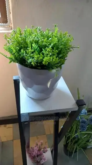 Table Top Plants