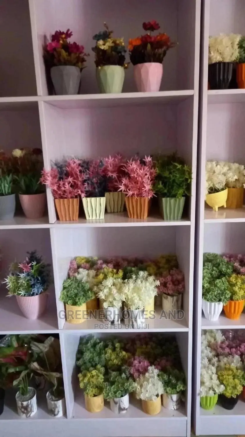 Table Top Plants