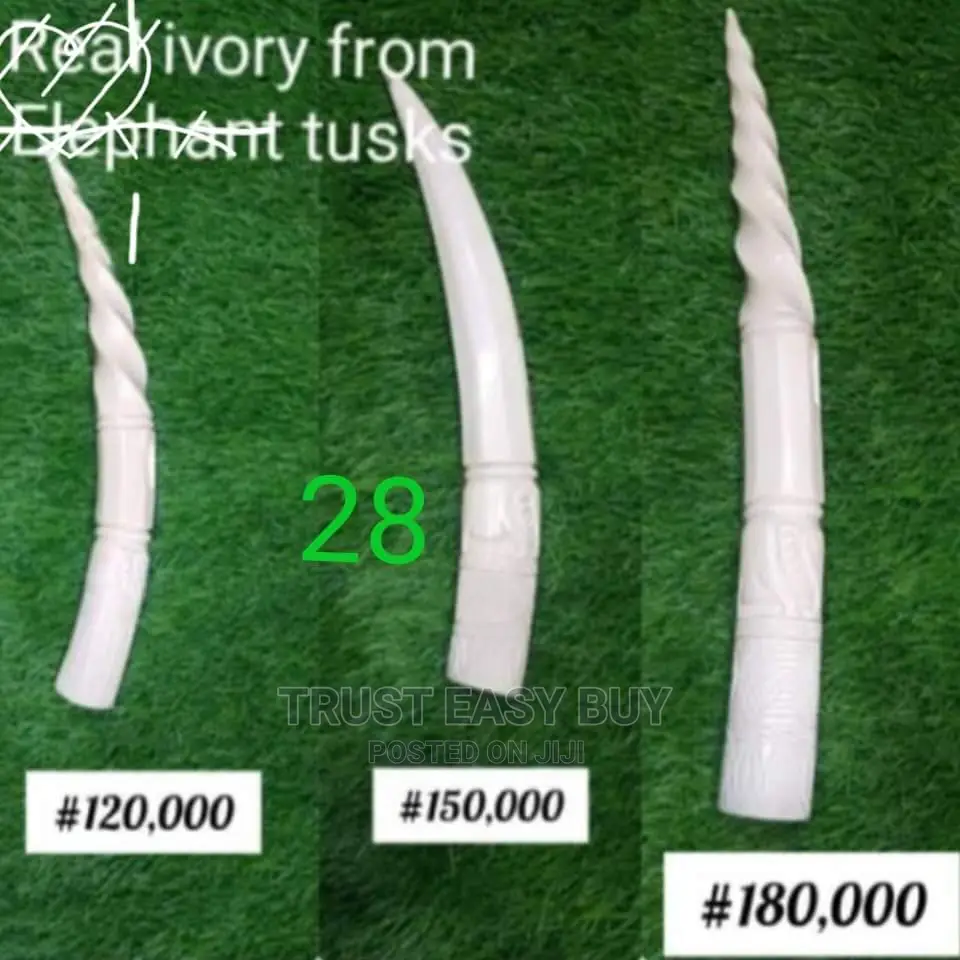 Elephant Tusk
