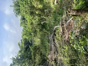 Acres of Land at Kobape
