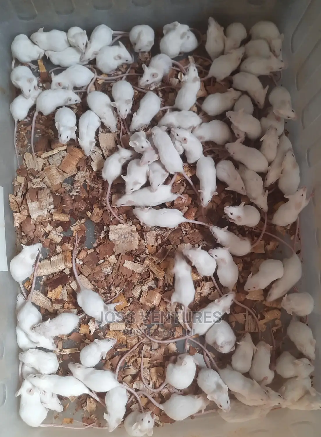 Albino Mice (Balb/C)