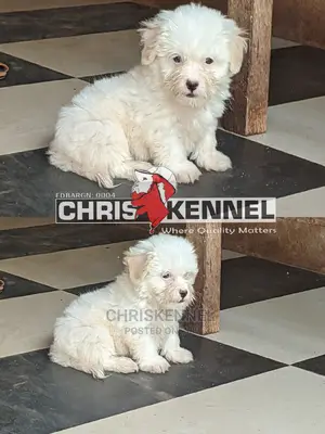 0-1 month Female Purebred Lhasa Apso