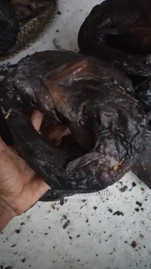 Round Catfish