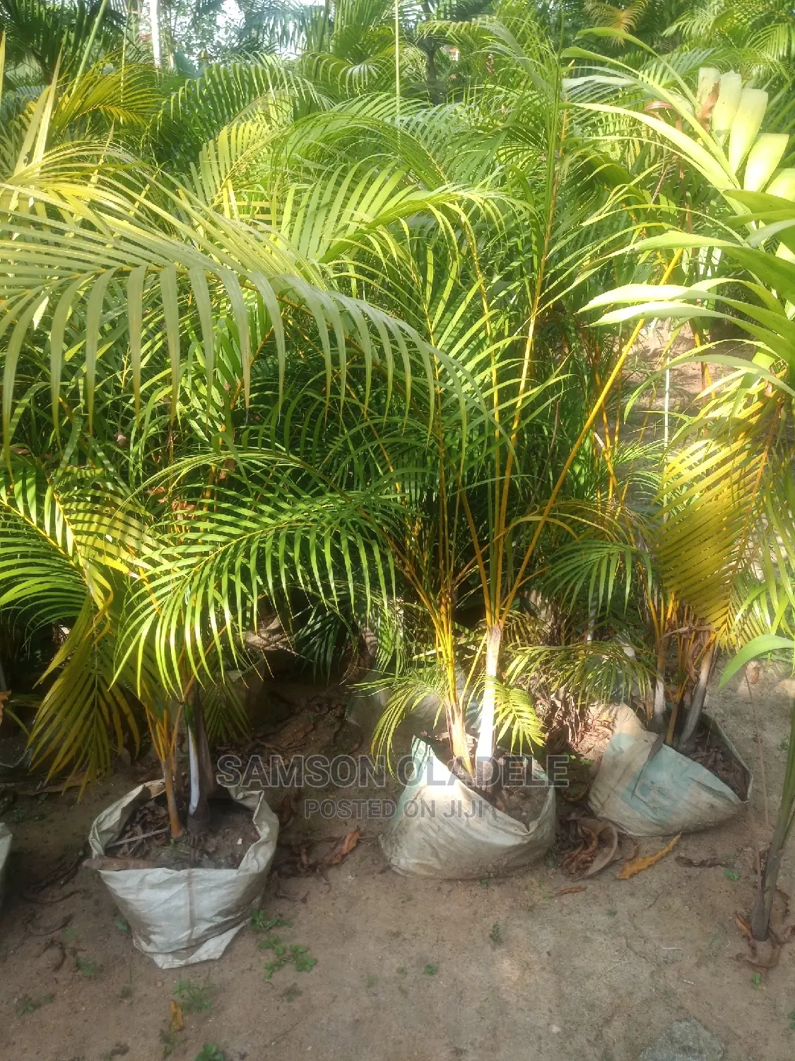Different Palms.