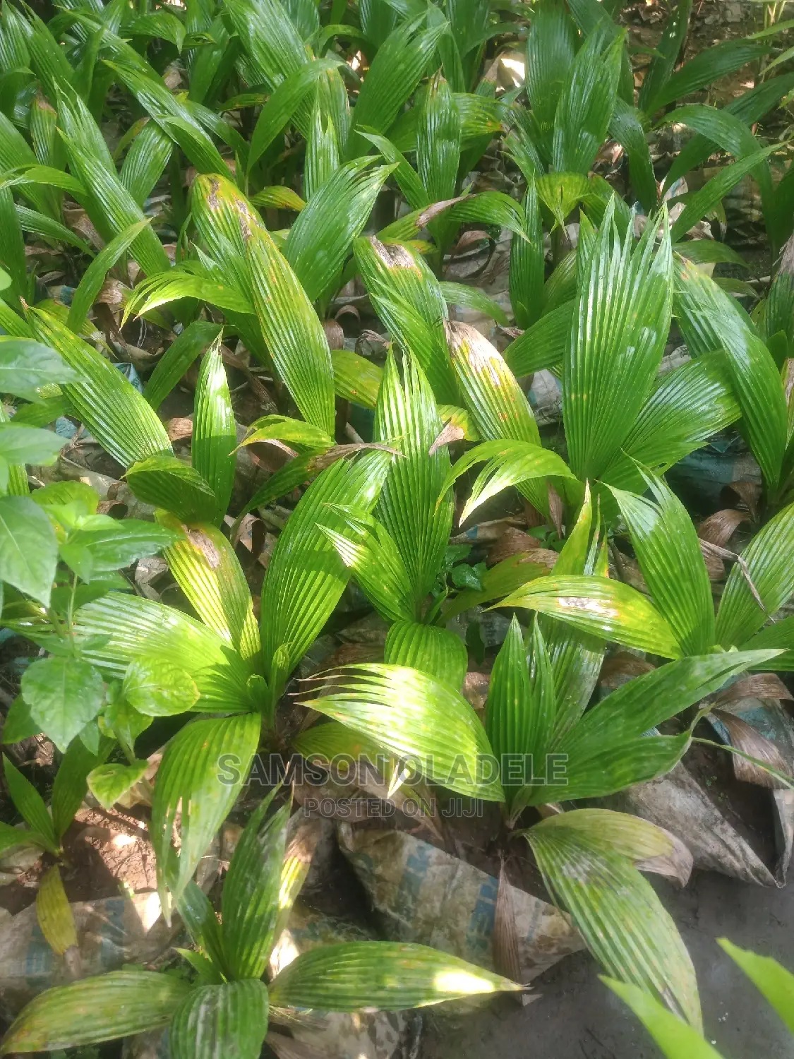 Different Palms.