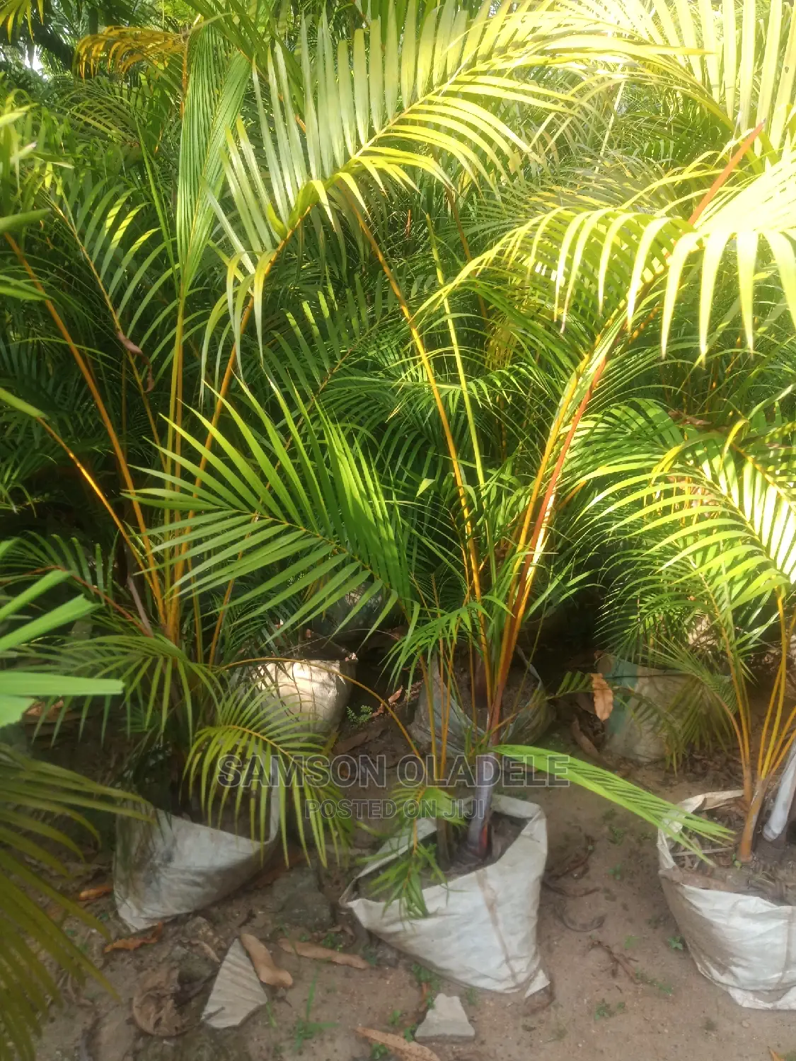 Different Palms.