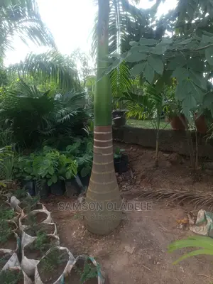 Different Palms.