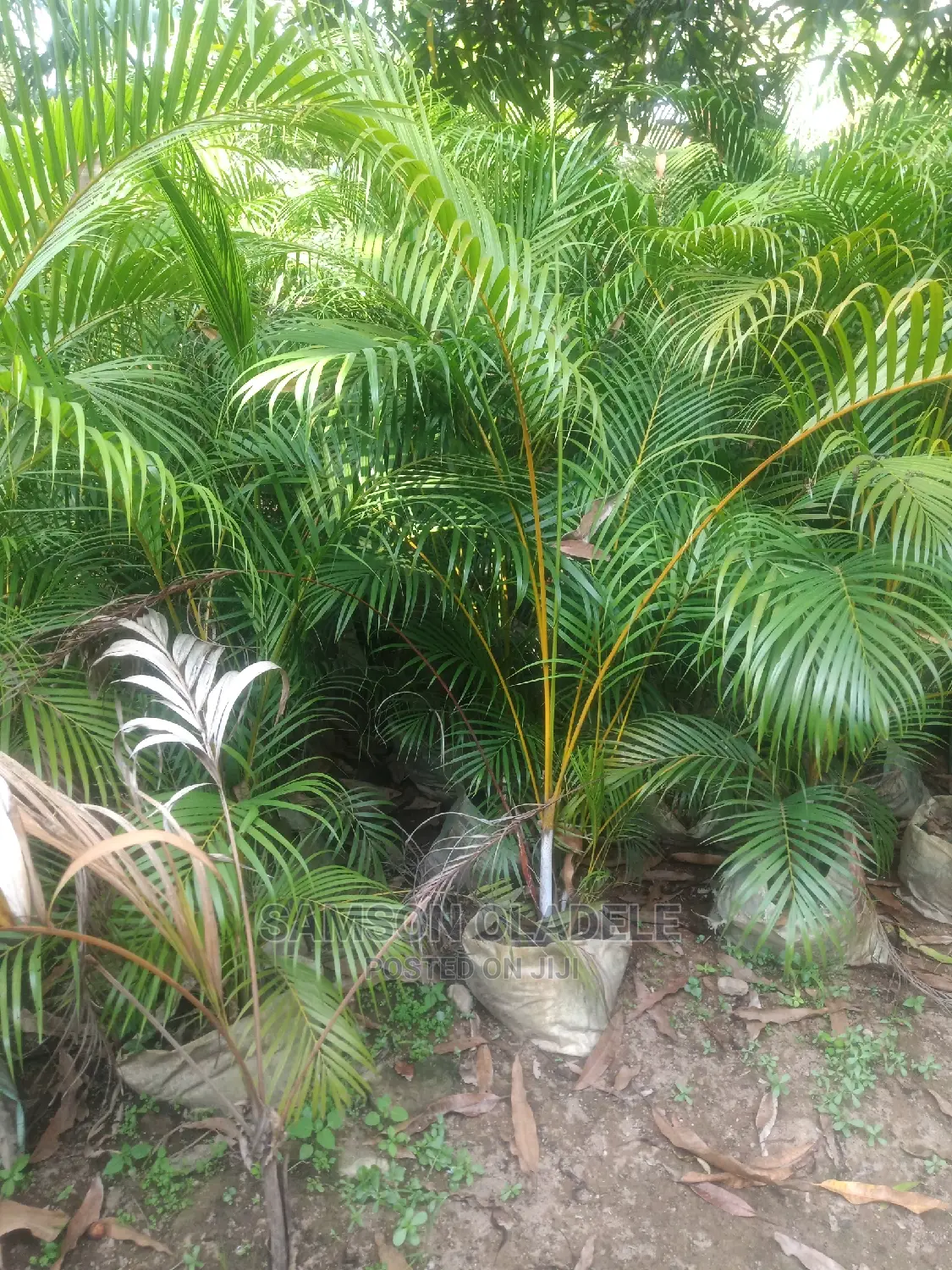 Different Palms.