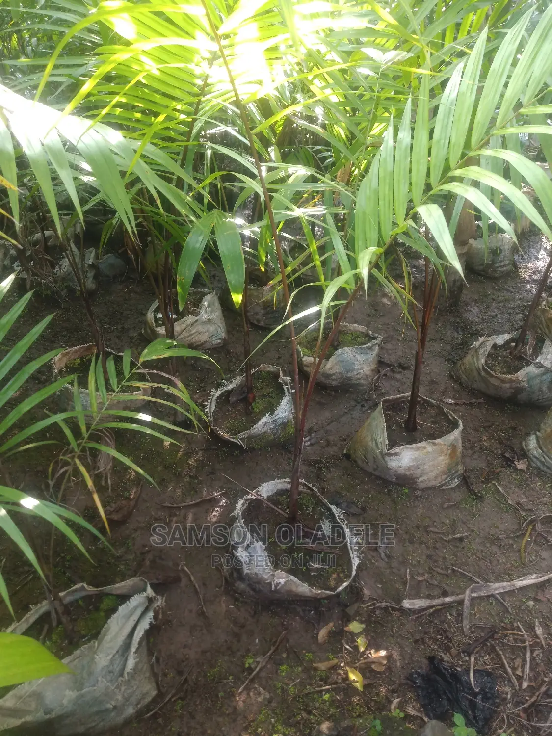 Different Palms.