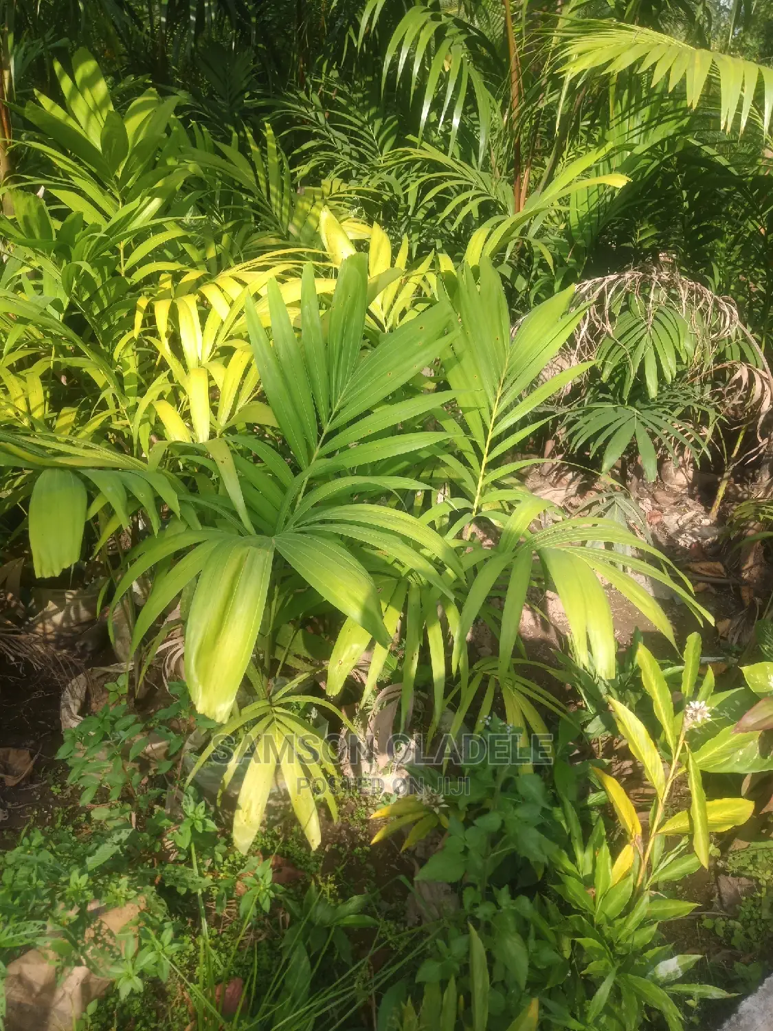 Different Palms.