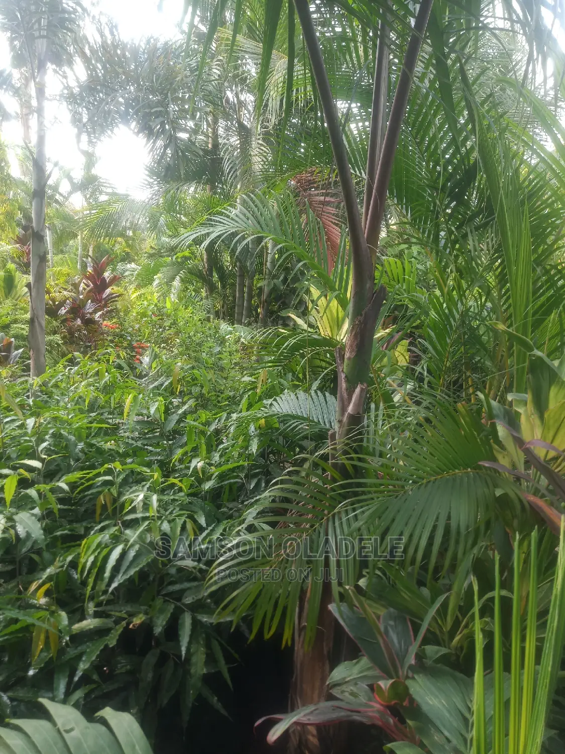 Different Palms.