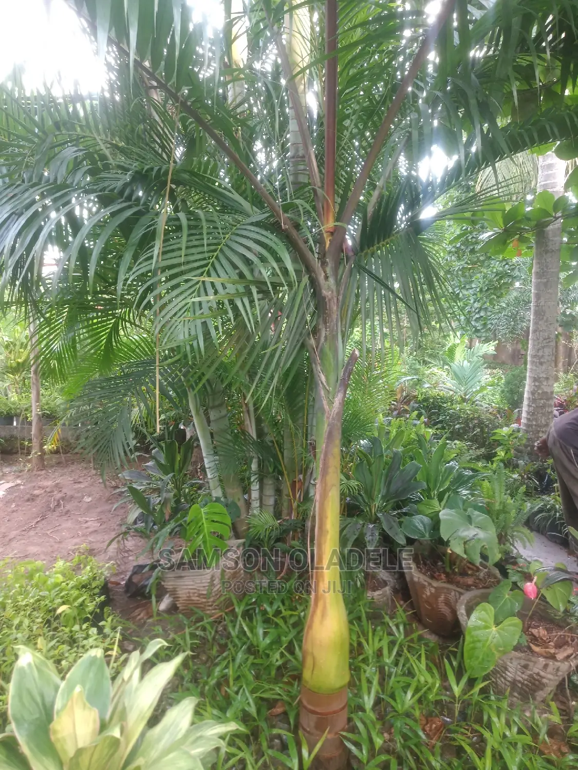 Different Palms.