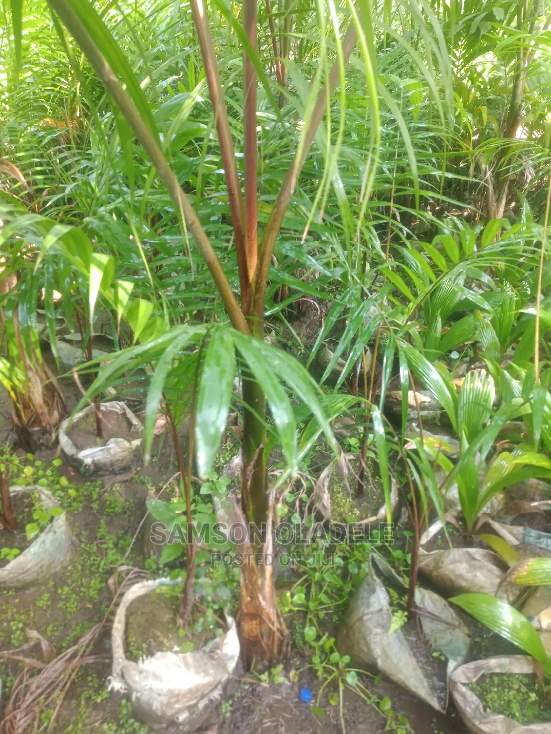Different Palms.