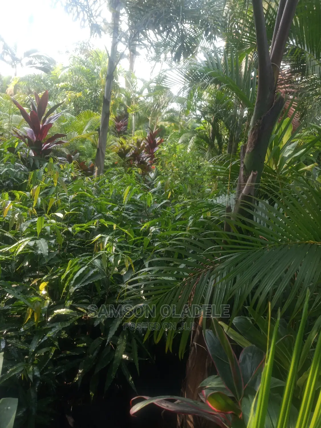 Different Palms.
