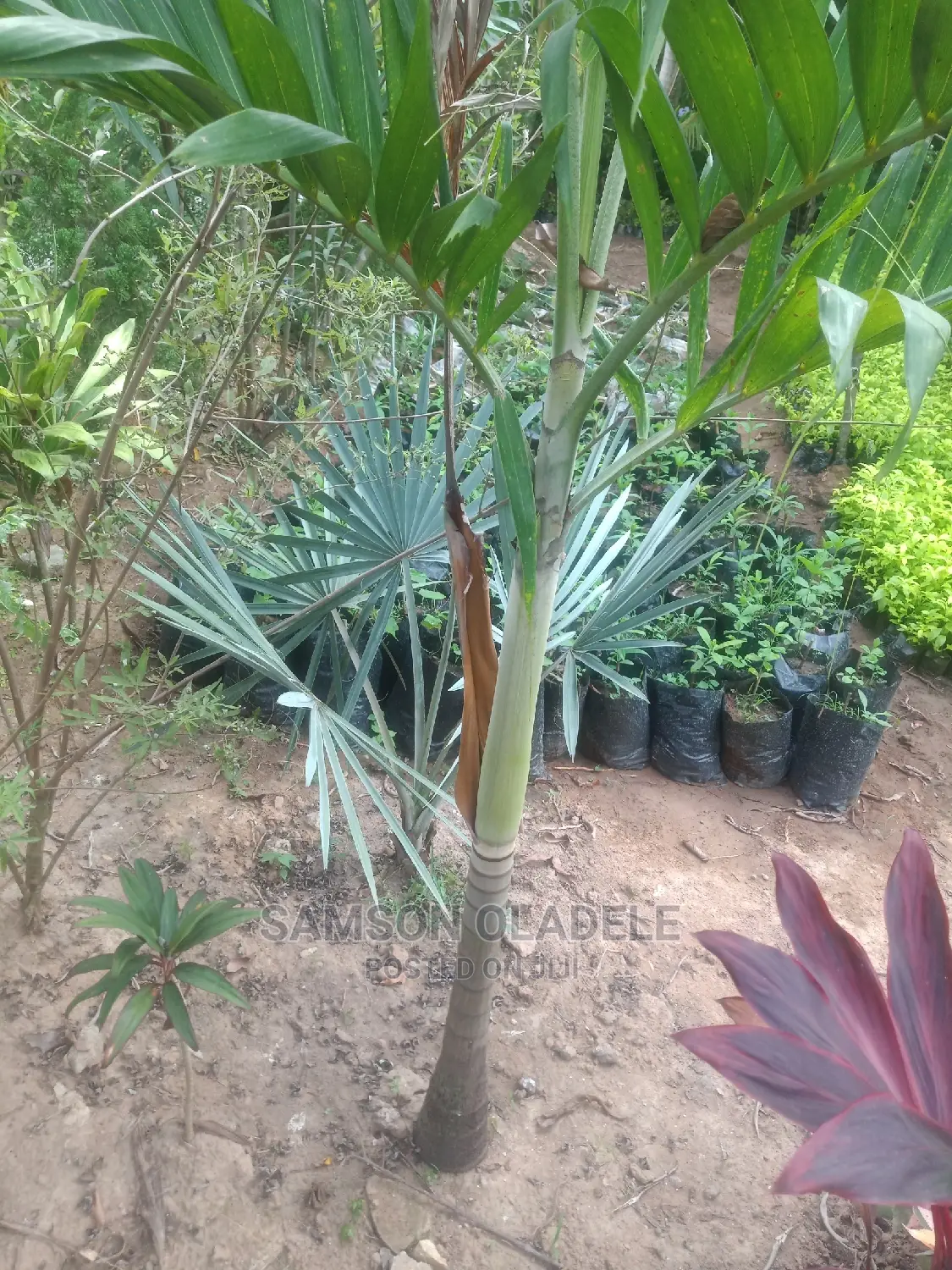 Different Palms.