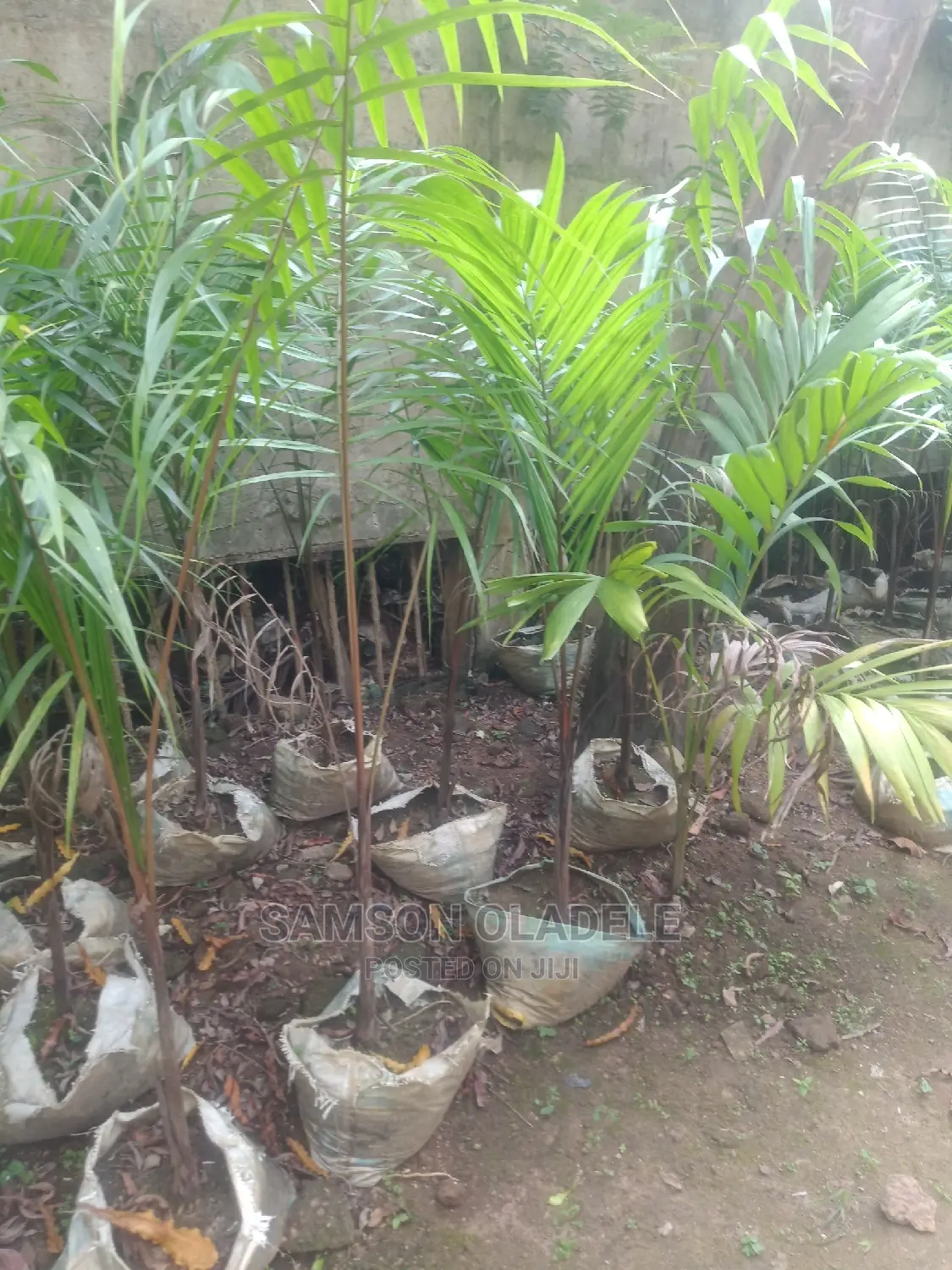 Different Palms.
