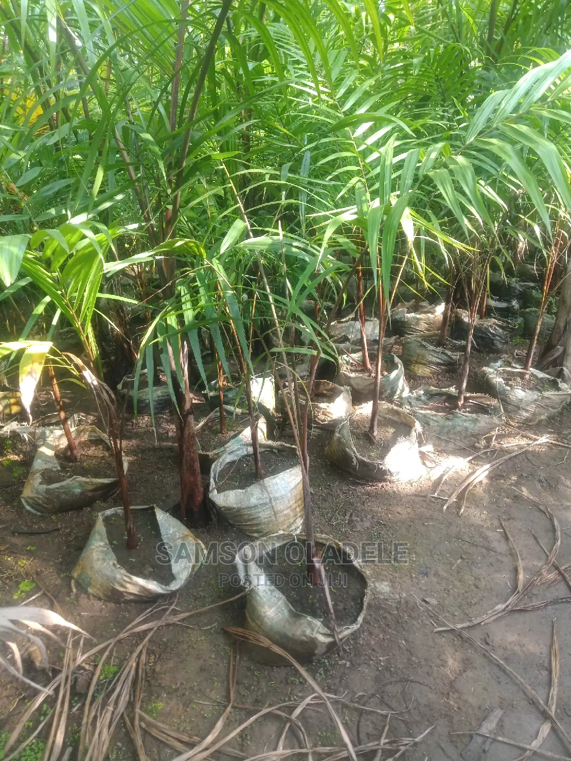 Different Palms.