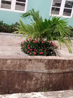 Plant at Home