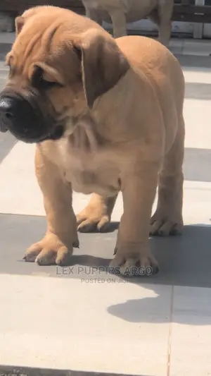 1-3 months Female Purebred Boerboel
