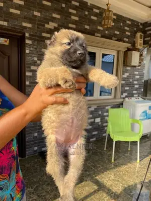 1-3 months Female Purebred Caucasian Shepherd