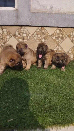 1-3 months Male Purebred Caucasian Shepherd