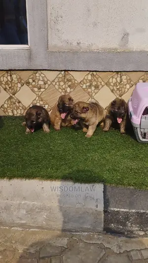 1-3 months Female Purebred Caucasian Shepherd