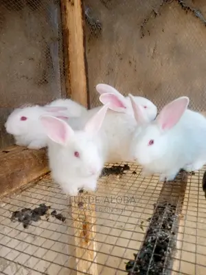 Rabbits for Sale in Ibadan