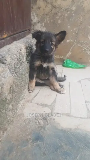 1-3 months Male Purebred German Shepherd