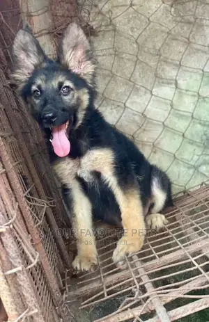 1-3 months Female Purebred German Shepherd