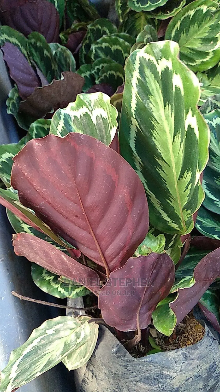 Jungle Velvet