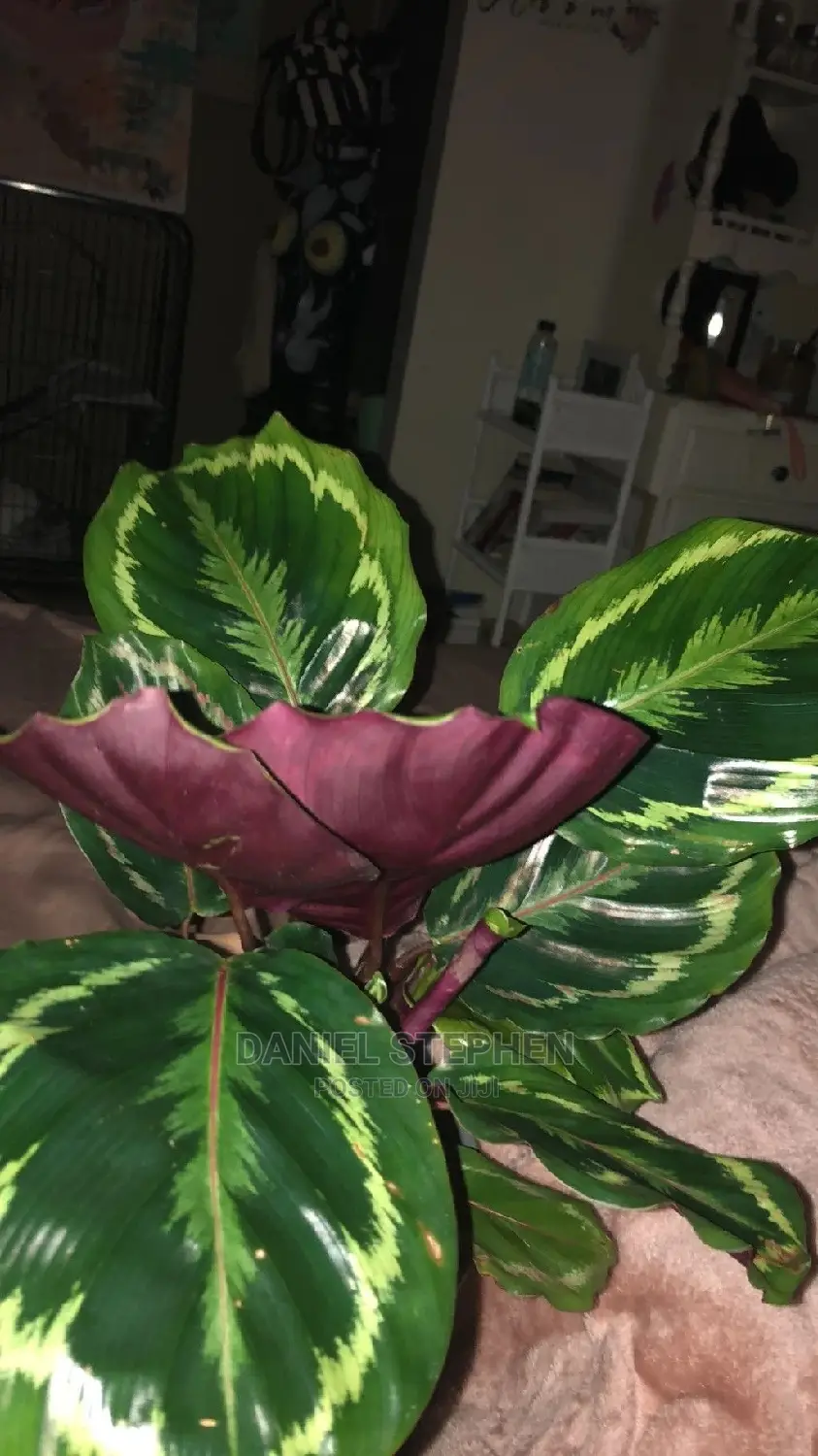 Jungle Velvet