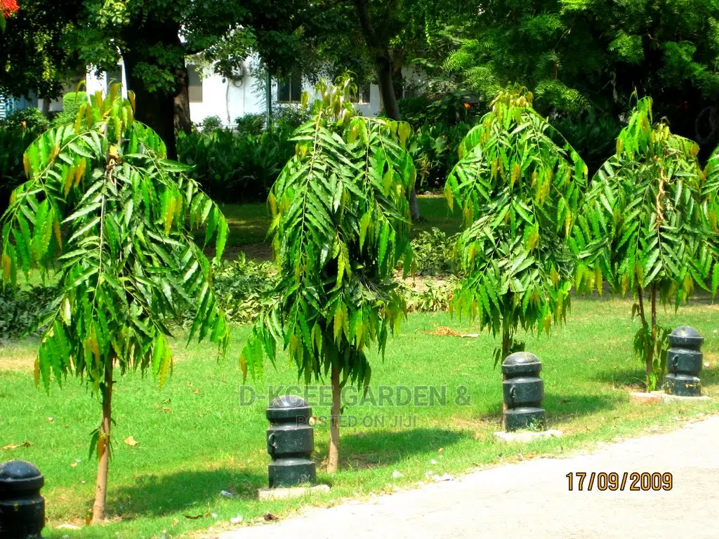 Masquerade Plant