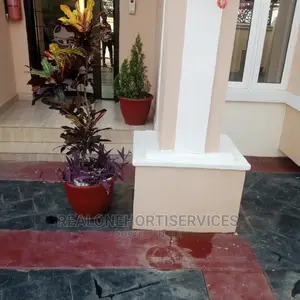 Potted Plant at Home Values and Healthier Living