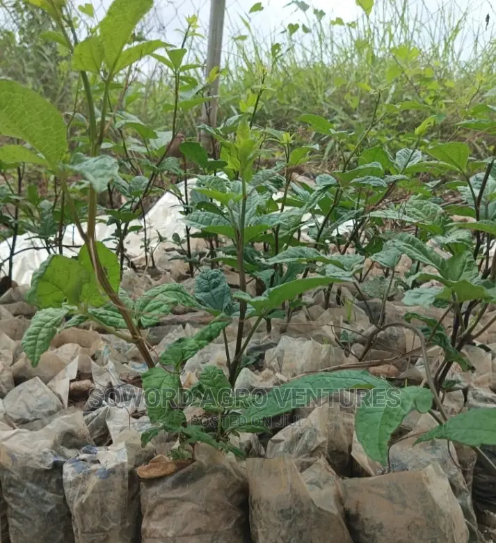 Ugu Seedlings