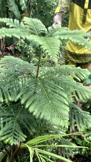 Araucaria Plant