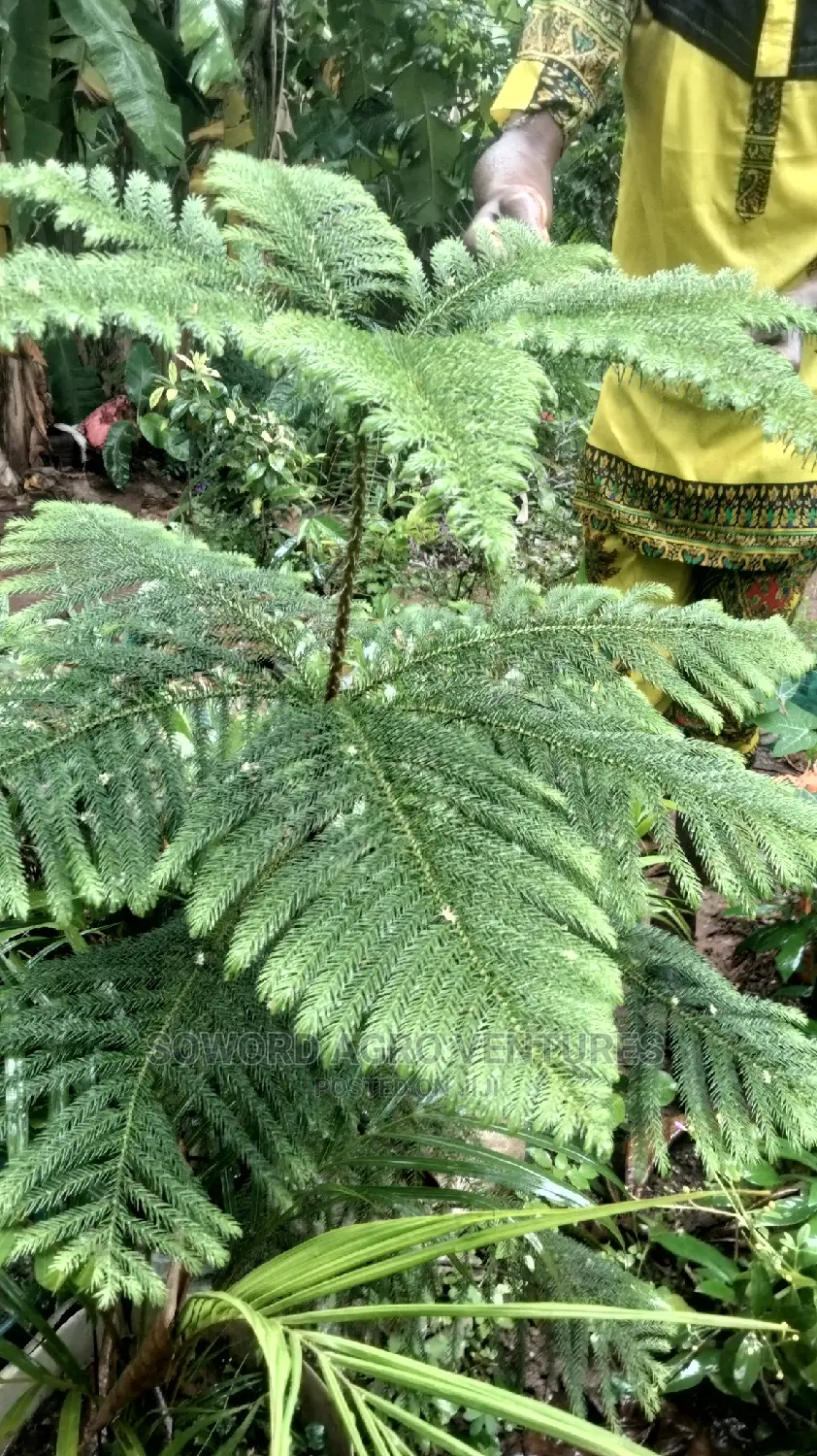 Araucaria Plant