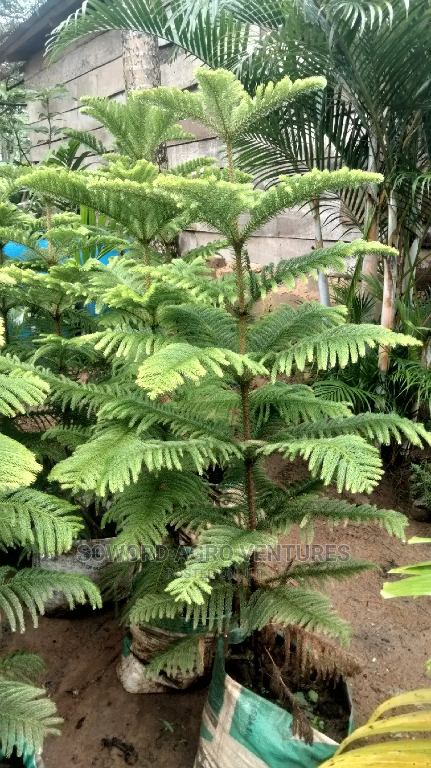 Araucaria Plant