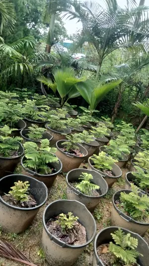 Araucaria Plant