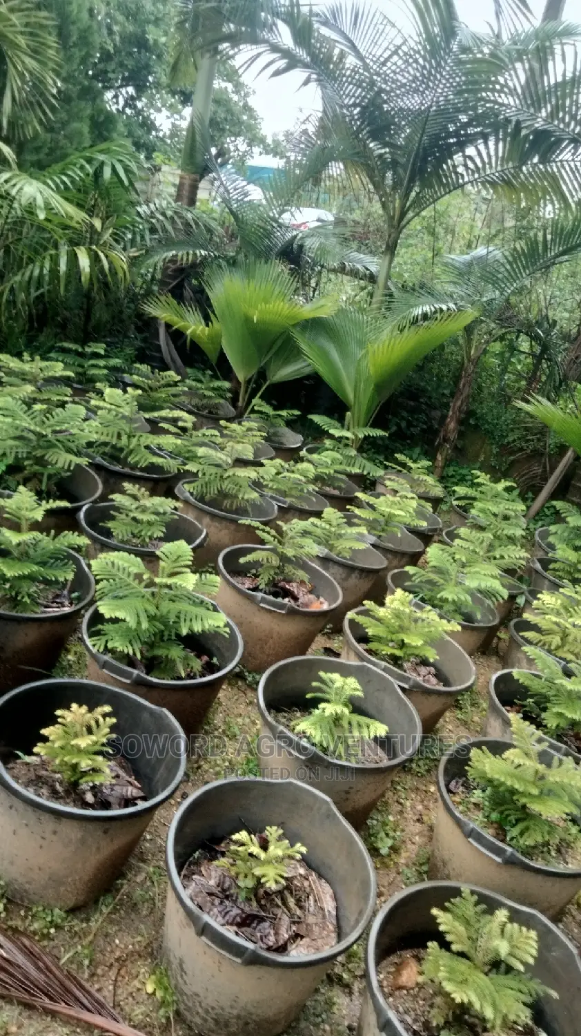 Araucaria Plant