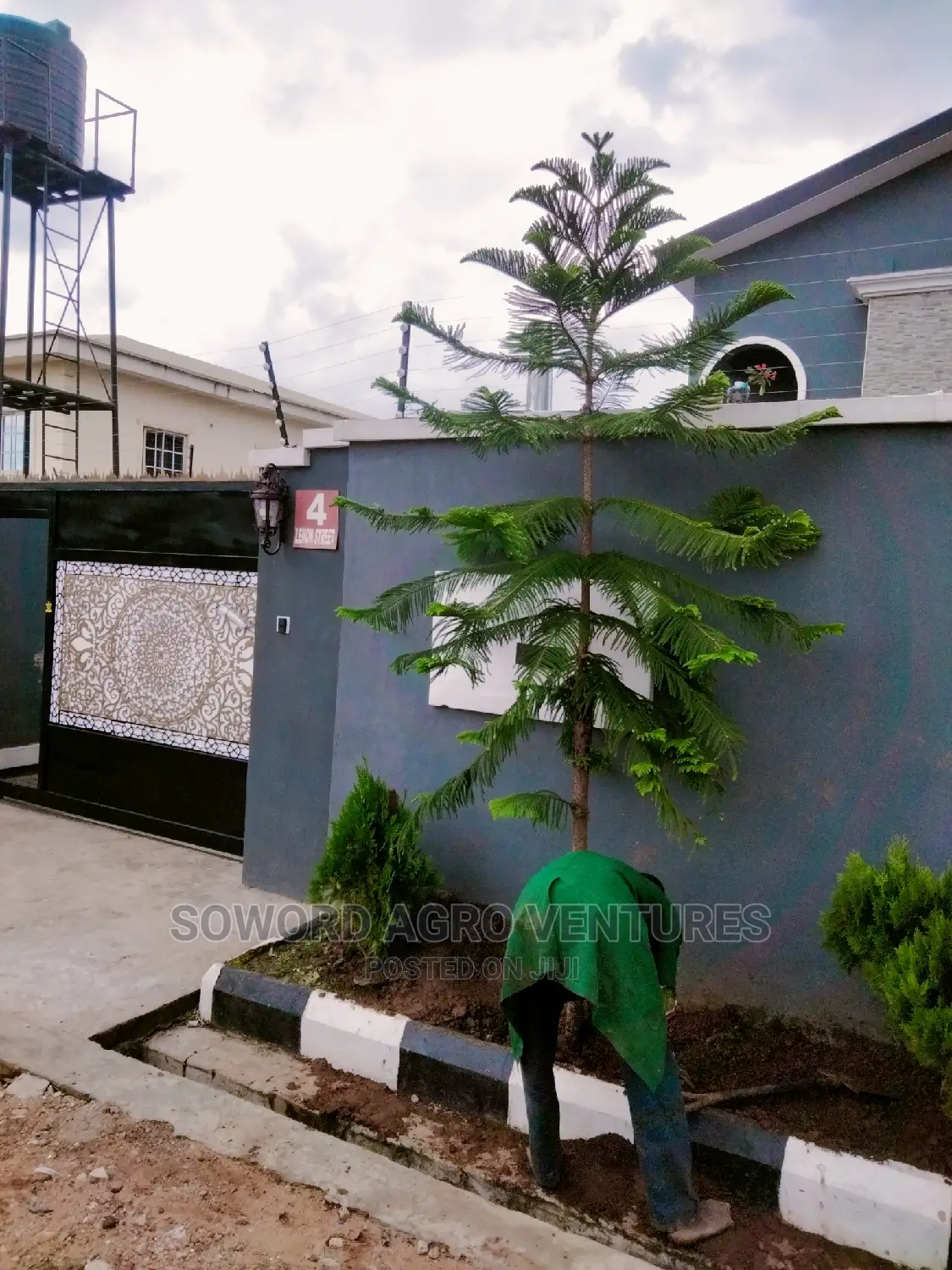 Araucaria Plant