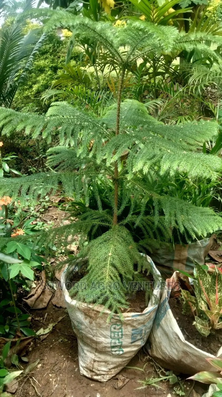 Araucaria Plant