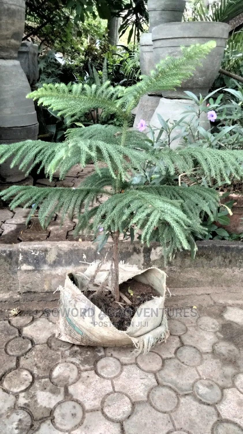 Araucaria Plant