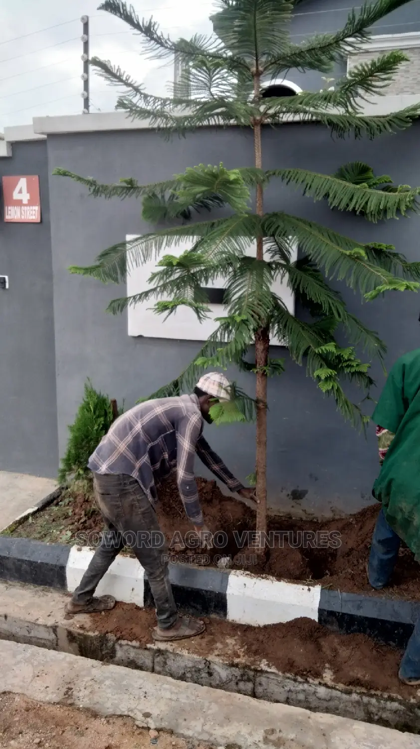 Araucaria Plant